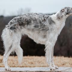 Daeva - Borzoi