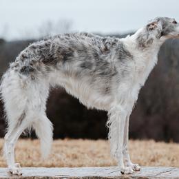 Daeva - Borzoi