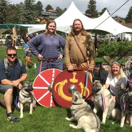Norwegian Elkhound Puppies from Aspen Norwegian Elkhounds