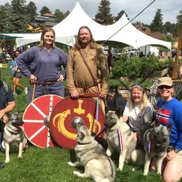 Norwegian Elkhound Puppies from Aspen Norwegian Elkhounds