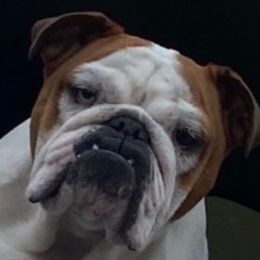 Bulldogs from High Desert Bully's
