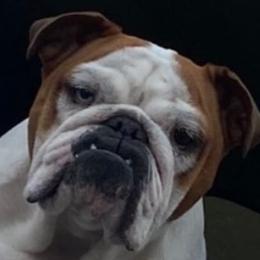 Bulldogs from High Desert Bully's