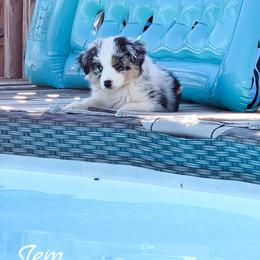 Indigo - Blue merle female Miniature American Shepherd puppy in Shreveport   Bossier, Louisiana from Jem Miniature American Shepherds