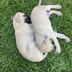 Sloughi Puppies from Almaboubin Sloughis