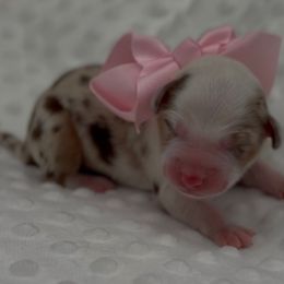 Grace - Red merle female Miniature Australian Shepherd puppy in Norman, Oklahoma from Raised Right Pups