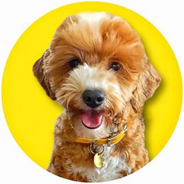 Honey - Goldendoodle