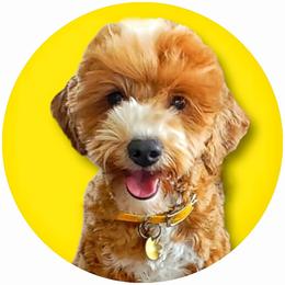 Honey - Goldendoodle