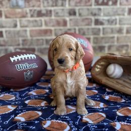 Goldendoodle Puppies from Osgood Doodles
