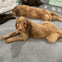 Aqua - Red female Irish Doodle puppy in Surprise, Arizona from Huckleberry Doodles