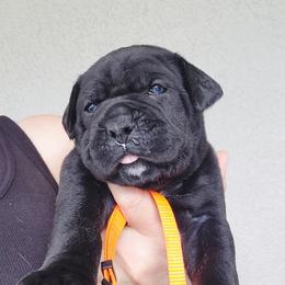 Eternity - Black female Cane Corso puppy in Palm Coast, Florida from Northgold Cane Corso