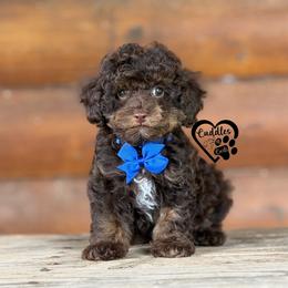 Tank (brown phantom) - Phantom male Poodle puppy in Nashville, Arkansas from Cuddles n Curls