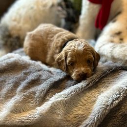 Donny - Cream male Havapoo puppy in Olympia, Washington from Che Bella Amore Lagotti