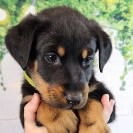 Juniper Berry - Black and rust female Beauceron puppy in Seattle, Washington from SilverStruck Kennels