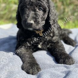 Goldendoodle and Labradoodle Puppies from Peace, Love, and Doodles