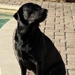 Labrador Retriever All Grown Up from Lauren's Labrador Retrievers