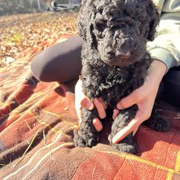 Blue - Black male Poodle puppy in Palmetto, Georgia from Renders Poodles