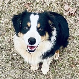 Shiner - Miniature Australian Shepherd