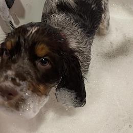 Noel Girl 2 - Liver white and tan English Springer Spaniel puppy in Statesville, North Carolina from Rockin’ Slow Farms