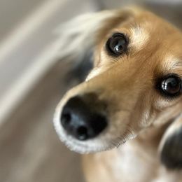 Dachshunds from Kismet Doxies