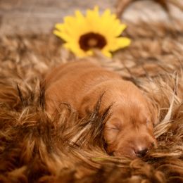 Labrador Retriever Puppies from TNT Elite Labradors