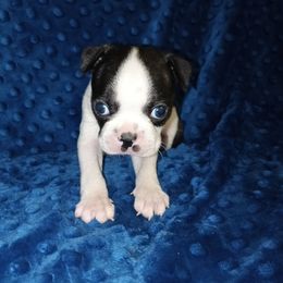 Grey Ribbon Male - Black and white male Boston Terrier puppy in Cedar Hill, Texas from Baldwins Boston Terriers