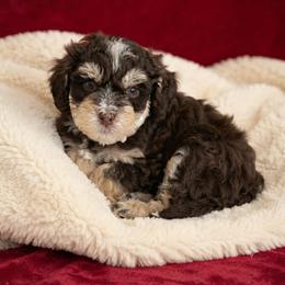 Honeybee - Tri-color female Bernedoodle puppy in Milton, Florida from Sutton Place Doodles