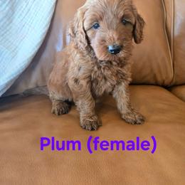 Plum - Red  female Goldendoodle puppy in Mohnton, Pennsylvania from Stony Meadow Puppies