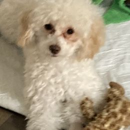 Poodle Puppies from Tiny Red Toy Poodles