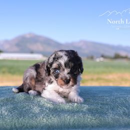 Charlie - Blue merle male Aussiedoodle puppy in Hamilton, Montana from North Lake Aussies
