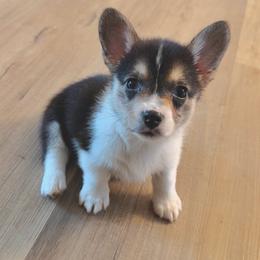 Coraline - Black and tan female Pembroke Welsh Corgi puppy in Northwood, Iowa from Sorrel Sands Corgis