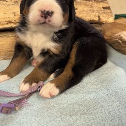Purple - Black rust and white female Bernese Mountain Dog puppy in Delton, Michigan from Rocky Top Acres