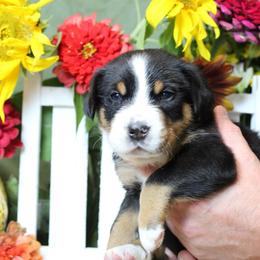 Naveen: Red Boy - Black, white and red male Greater Swiss Mountain Dog puppy in Rexburg, Idaho from Silver String Swissies