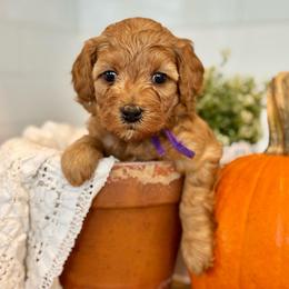 Purple - Red  female Goldendoodle puppy in Hesperia, Michigan from Red Acres Poodles & Doodles