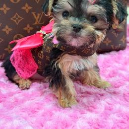 Cici - Black and tan female Morkie puppy in Cooper City, Florida from Jenny La Bone
