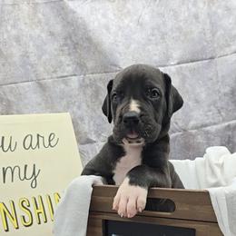Zero - Black and white male Great Dane puppy in Caldwell, Idaho from Miner's Dynamic Danes