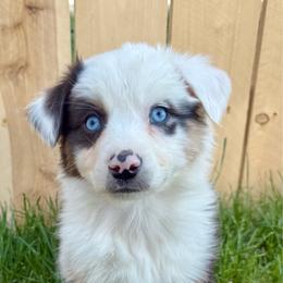Indigo - Blue merle female Australian Shepherd puppy in Heber City, Utah from Junipersdoodles