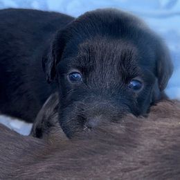 Clio - Black and white female Aussiedoodle puppy in Hempstead, Texas from Young Gun Aussies