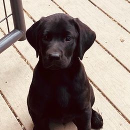 Boy 2 - Black male Labrador Retriever puppy in Mc Arthur, California from Hudson Silverado Bird Dogs