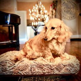 Magnolia Bea - Dachshund