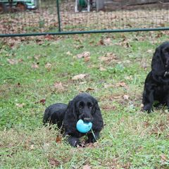 Field Spaniel All Grown Up from Catera Field Spaniels