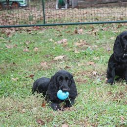 Field Spaniel All Grown Up from Catera Field Spaniels
