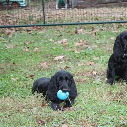 Field Spaniel All Grown Up from Catera Field Spaniels