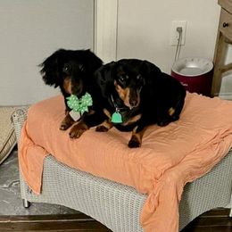 Wil - Dachshund