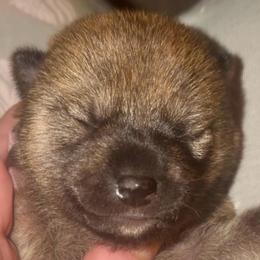 Sashige F - Red female Shiba Inu puppy in Clewiston, Florida from Animal Farm Shiba Inus & Mameshibas