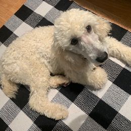 Daisy - Poodle