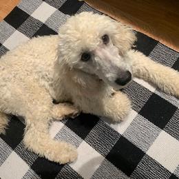 Daisy - Poodle