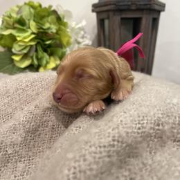 Pink-Girl - Apricot female Goldendoodle puppy in Thomasville, Georgia from South Georgia Golden Doodle Ranch LLC