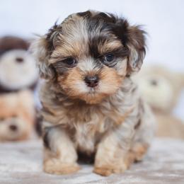 Twix - Merle male Shihpoo puppy in Nickelsville, Virginia from The Teddybear Shihpoo
