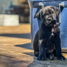 Girl 3 - Black brindle female Cane Corso puppy in Sandia, Texas from OneTime Cane Corso