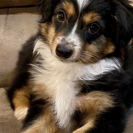 Miniature Australian Shepherds and Toy Australian Shepherds from JRT Toy & Mini Aussies